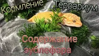 СОДЕРЖАНИЕ ПЯТНИСТОГО ЭУБЛЕФАРА/КОРМЛЕНИЕ/ТЕРРАРИУМ