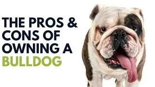 Bulldog Breed Pros and Cons | Bulldog Advantages and Disadvantages