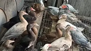 МУСКУСНЫЕ УТКИ 🦆🦆. ПРОСТОЙ ПОДХОД УДОБНОЕ В СОДЕРЖАНИЕ.