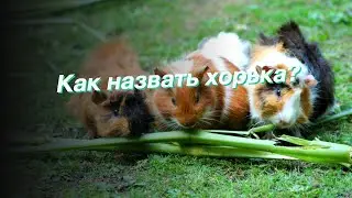 Как назвать хорька?