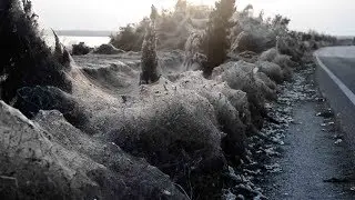 Spider swarm cloaks Greek lake in 1,000-meter web