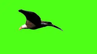 Green screen background eagle || green screen video || green screen || eagles green screen Videos #2