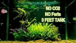 #E1 Low tech Planted aquarium Tamil |  Diy Aquascape | NO CO2, NO Ferts 3 FEET | Hobbyo Hobby INTRO