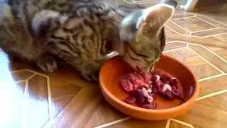 Hungry kitten: Jonasek meows for food (cuteness overload)