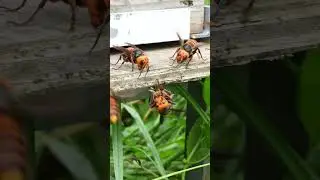 Giant Hornet's Fierce Attack on a Western Honeybee