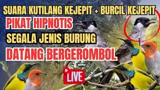 Untuk pikat segala jenis burung di hutan Suara pikat kutilang ribut vs burcil ‼️