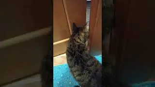 The cat seeps through the gap