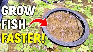 How To ACTUALLY Grow Fish Faster (Is It A Bad Idea?)