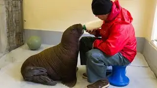 Animals That Asked People for Help! Best Acts Of Kindness