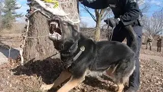 Best Police K9 Dogs Tactical Tracking Training