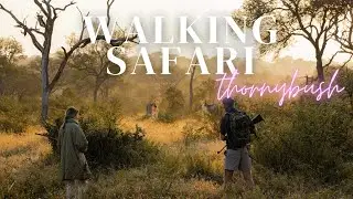 We went on a Walking Safari and had a wild animal encounter!