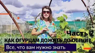 Как огурцам дожить до осени! Часть 2.