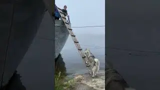 200 IQ Husky Climbs Ladder To Board Boat