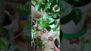 Мои простые цветочки