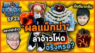 Roblox ทำผลแม๊กม่าไว้ล่าจ้าว100ตัว! | Bloxfruit กับลูกชาย EP23