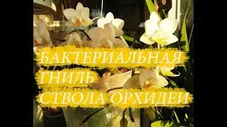 Так выглядит бактериальная гниль ствола орхидеи. Что делать.