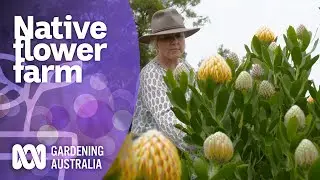 Growing native flowers on a large scale | Native Australian Plants | Gardening Australia