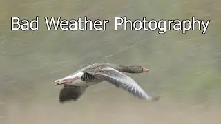 Wildlife Photography: Why you Should Shoot in BAD WEATHER for Great Photos