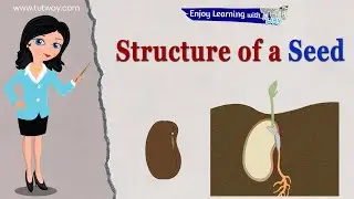 Structure of Seed and Parts of a Seed | Seed Germination | Baby Plant | Science