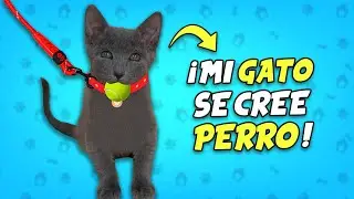 MI GATO SE CREE UN PERRO !! 😂