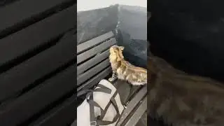 Оставили кошку в переноске #бросили кошку #будьтедобрее #кошка