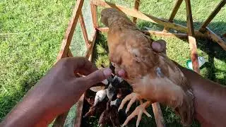 Young Chickens On Grass