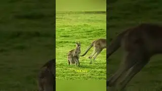 Baby Kangaroo Falls Out of Mother's Pouch While Being Chased by Wild Dogs Dingo #animals #wildlife