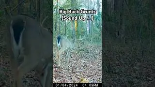Mature Whitetail Deer #animalshorts #deer #trailcam #wildlife #hunting