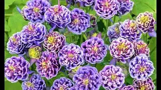 Beautiful perennial flowers that should be sown before winter