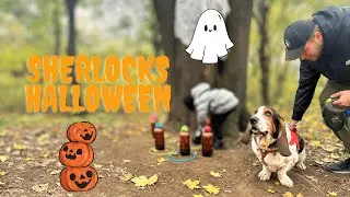 Spooky Halloween walkies - Sherlock the Basset