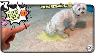 5 COSAS que NO Debes Hacer con Tu PERRO!  Anima Dogs