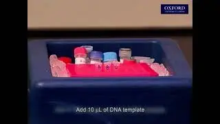 Practical E4, 1.1 Using polymerase chain reaction to amplify DNA fragments