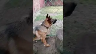 К этой собаке лучше не подходить!