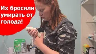 Новорожденных щенков выставили на помойку!