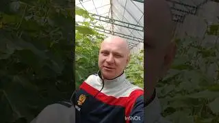 Как прищипывать точку роста у огурца? 17 апреля 2023.