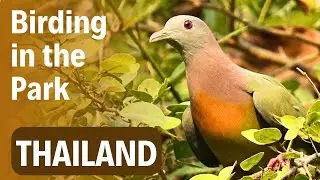 Virtual Birding Trip to Bangkok's Green Lung | Birding in Thailand