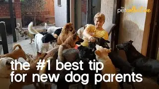 The #1 Best Dog Training Tips for Beginners