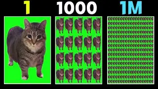 Cat Spinning Meme (Over One Million Times)