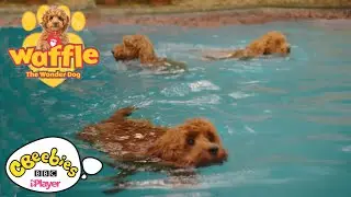 Swimming with Waffle the Wonder Dog | CBeebies