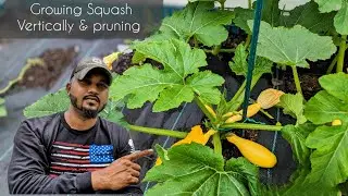 How to grow squash vertically and Pruning tips| Save Space - Increase Yield and prevent disease