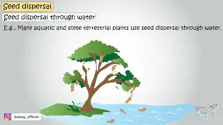 Seed Dispersal | Various ways of Seed Dispersal