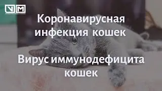 Коронивирусная инфекция кошек. Вирус иммунодефицита кошек