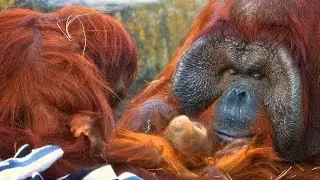 tow old orangutans #Animals_Rise #old #orangutans