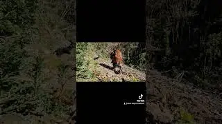 On track for 1mil views on Facebook 🫡🫡 #homesteading #hunting #deer #red #carry #heavy