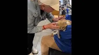 Встреча кота с хозяйкой в Нижнем Тагиле