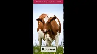 Карточки для детей - домашние животные.