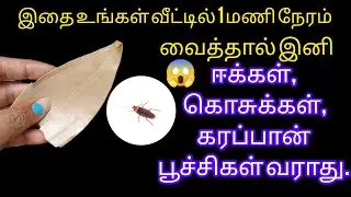 இதை உங்கள்வீட்டில் 1 மணி நேரம் வைத்தால் இனி ஈக்கள், கரப்பான் பூச்சிகள்வராது@keerthisaratips5728