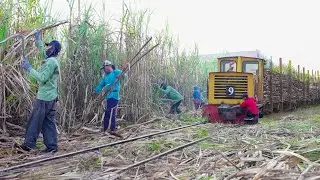 Riding Cheapest Village Train to Transport Tons of Fresh Sugarcane