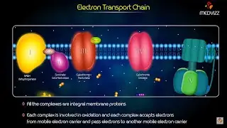 Electron Transport Chain Animation - Medical Biochemistry