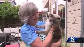 Salinas cat travels over 1,000 miles back home after being lost in Yellowstone